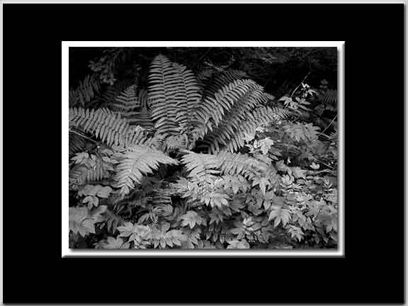 Fern BW