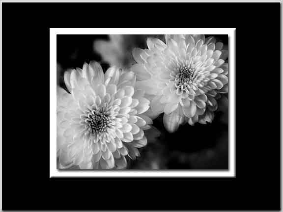 Twins BW