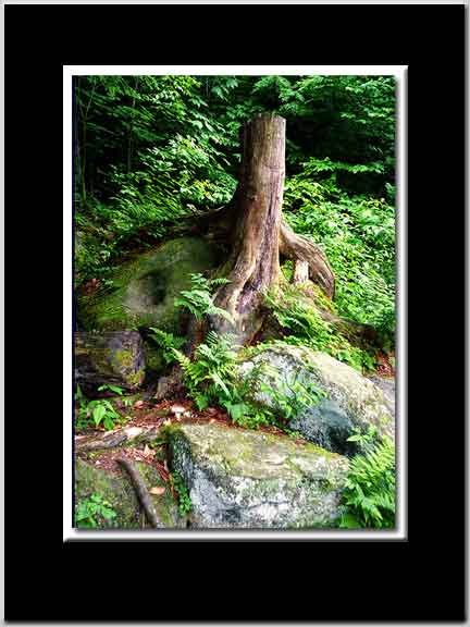 Rock + Tree